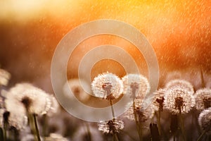White fluffy dandelion flowers on the meadow under the summer rain . A joyous light-hearted mood. Soft selective focus. photo