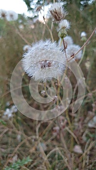 White fluffy dandelion globe of seeds