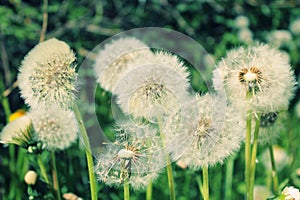 White fluffy dandelion on a green