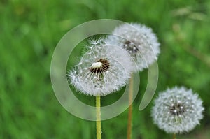 White fluffy dandelion on a green background of grass in a field. Autumn, summer.