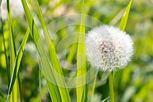 White fluffy dandelion in green grass