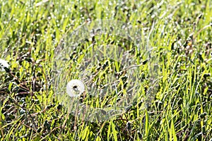 White fluffy dandelion in green grass