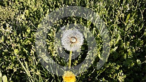 White fluffy dandelion among green grass