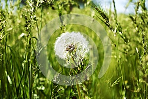White fluffy dandelion among the green grass in the field