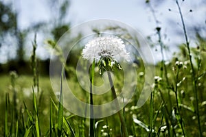 a white fluffy dandelion among green grass in a field against a blue sky background