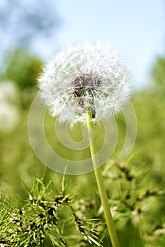 a white fluffy dandelion among green grass in a field against a blue sky background