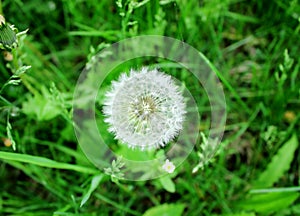 White fluffy dandelion in green grass growing in the field.