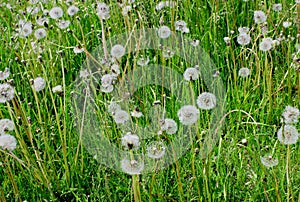 White fluffy dandelion in green grass growing in the field.