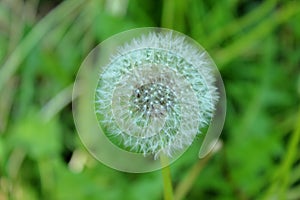 White fluffy dandelion in green grass growing in the field.