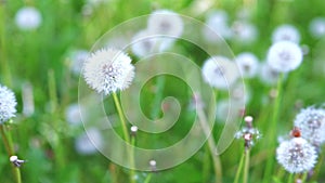 White fluffy dandelion in green grass swaying in the wind during the day, cloudy weather