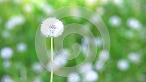 White fluffy dandelion in green grass swaying in the wind during the day, cloudy weather