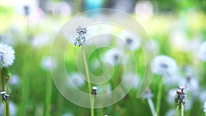 White fluffy dandelion in green grass swaying in the wind during the day, cloudy weather