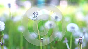 White fluffy dandelion in green grass swaying in the wind during the day, cloudy weather