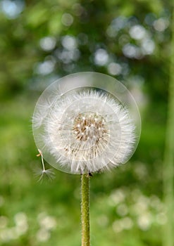 white fluffy dandelion on a green meadow