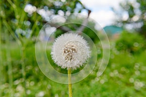 white fluffy dandelion on a green meadow