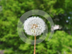 White fluffy dandelion head close-up on green forest background