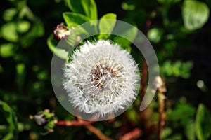 White fluffy dandelion head on green leaves background