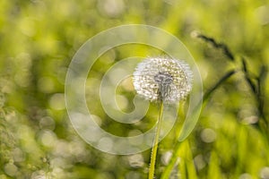 A white fluffy dandelion head with seeds is on a beautiful blurred green background