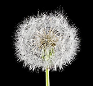 White fluffy dandelion isolated on a black background