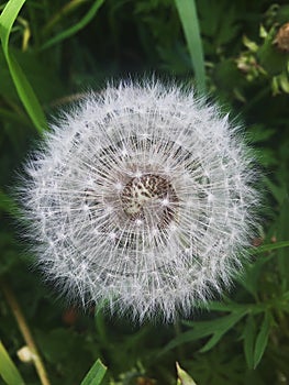 White fluffy dandelion on a meadow