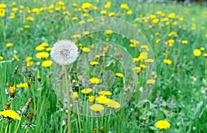 White fluffy dandelion in a meadow with green grass and yellow dandelions