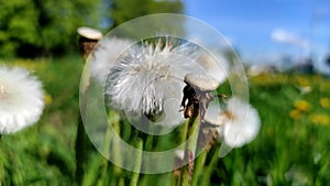 white fluffy dandelion moves in the wind