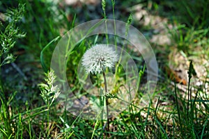 White fluffy dandelion. Nature green blurred spring background. Selective focus