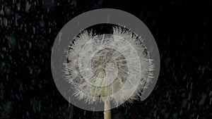 White fluffy dandelion in rain on an isolated black background. Head of open flowering dandelion with seeds close up