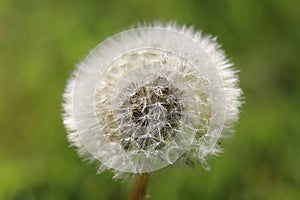 White fluffy Dandelion seed head Taraxacum officinale, blowball or clock, close-up with dewdrops, on a natural green background