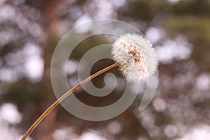 White fluffy dandelion with seeds on a blurred green background. Close-up. Fragility concept