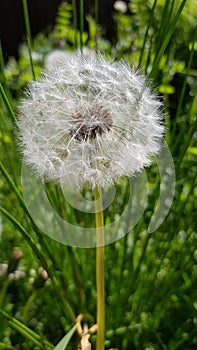 White fluffy dandelion in spring