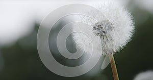 White fluffy dandelion swaying in the wind.