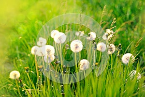 White fluffy dandelion, Taraxacum in the grass, green fields, rapeseed plants in out of focus, spring, summer season, baldness and