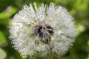 White fluffy dandelion in transparent drops