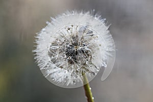 White fluffy dandelion in water droplets after rain