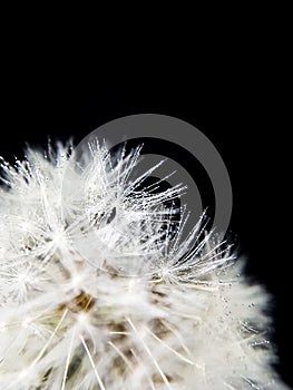 White fluffy dandelion with water drops on a black background