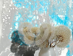white fluffy dandelions on an abstract gray-blue background, copy space, selective focus