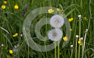 White fluffy dandelions on a background of green grass