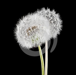 White fluffy dandelions on a black background