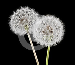 White fluffy dandelions on a black background