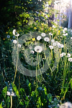 White fluffy dandelions close-up in the backlight of the setting sun. Beautiful summer nature