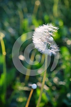 White fluffy dandelions close-up in the backlight of the setting sun. Beautiful summer nature