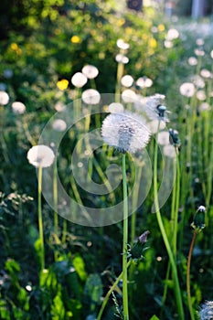 White fluffy dandelions close-up in the backlight of the setting sun. Beautiful summer nature