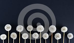 white fluffy dandelions on a dark background. place for your text.