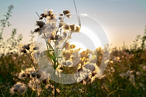 White fluffy dandelions glow in the rays of sunligth at sunset in nature on a meadow