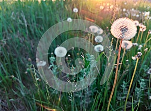 white fluffy dandelions in the grass. beautiful nature background