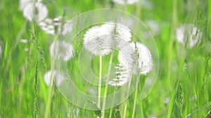 White fluffy dandelions, natural field dandelions slow lifestyle motion video green blurred spring background