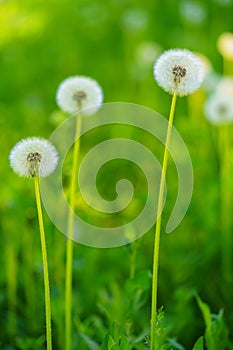 White fluffy dandelions, natural green blurred background