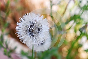 White fluffy dandelions on natural green blurred spring background