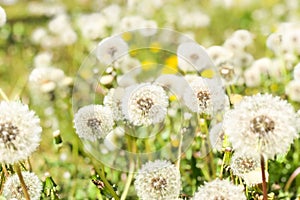 White fluffy dandelions, natural green blurred spring background, selective focu